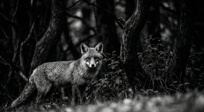 Fuchs am Waldrand im Landkreis Starnberg. Echinococcus multilocularis: Fuchsbandwurm und Hund.