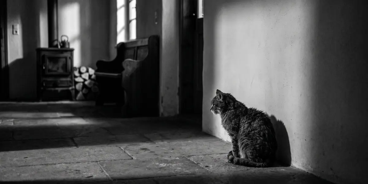 Alte Katze sitzt nachts im Flur eines Bauernhauses vor der Wand, im Hintergrund Ofenbank und Holzofen