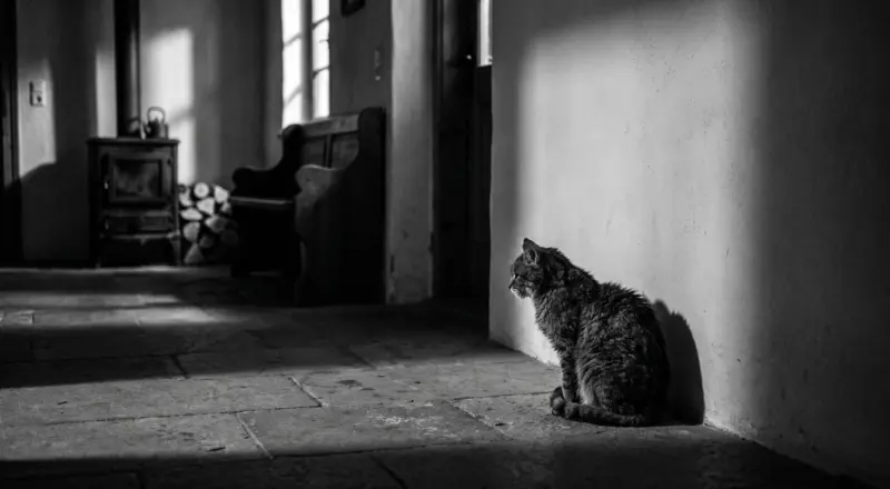 Alte Katze sitzt nachts im Flur eines Bauernhauses vor der Wand, im Hintergrund Ofenbank und Holzofen